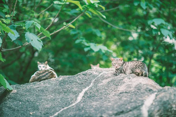 岩石上的猫 — 图库照片