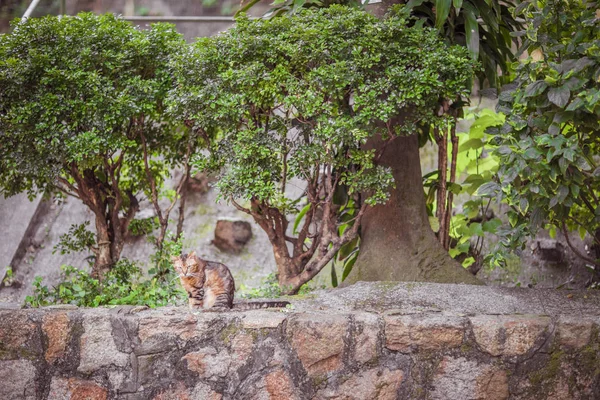 Gatto in giardino — Foto Stock