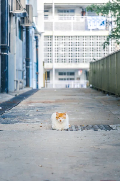 Kočka v centru města — Stock fotografie