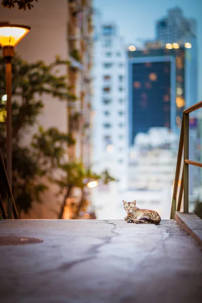 Kedi şehir merkezinde — Stok fotoğraf