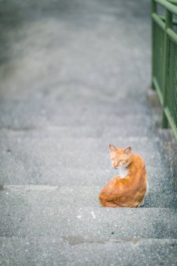Merdiven içinde zencefil kedi