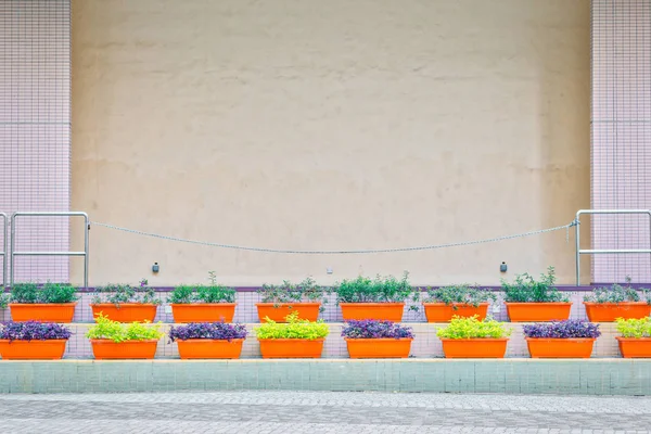 Flowe hrnce v zahradě — Stock fotografie