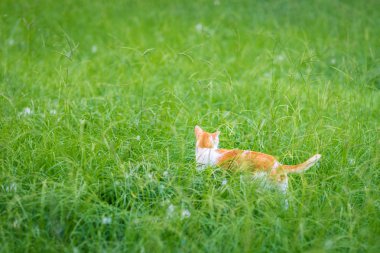 Çimleri zencefil kedi