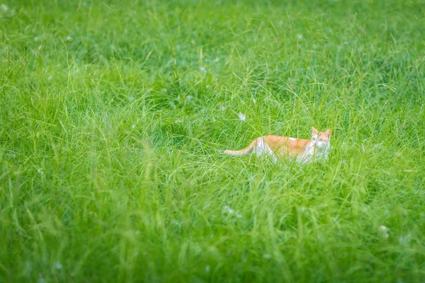 Çimleri zencefil kedi