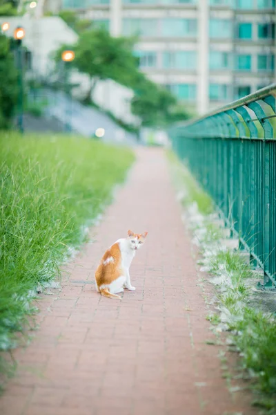 Кішки в саду — стокове фото