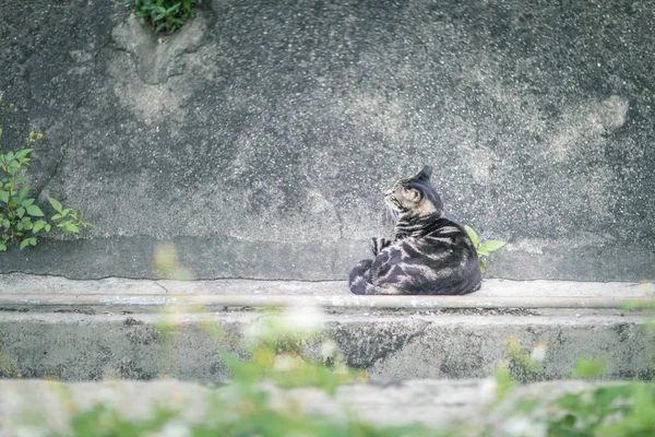 Кот в саду и за стеной — стоковое фото