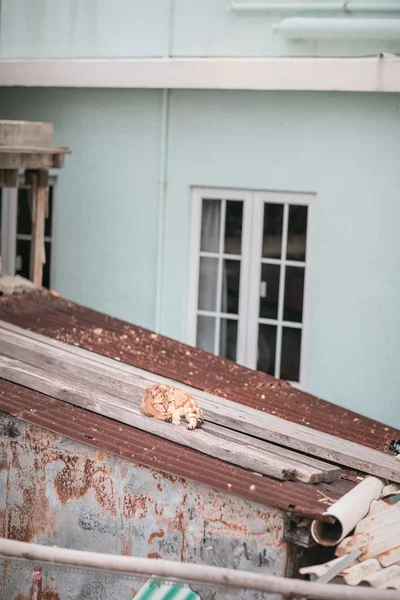 Dachkatze — Stockfoto