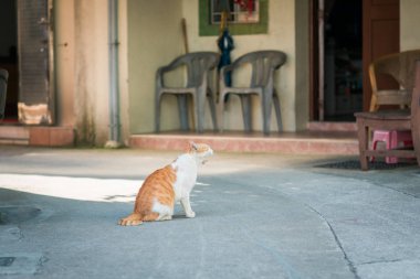 Küçük bir kasabada yolunu yitirmek kedi