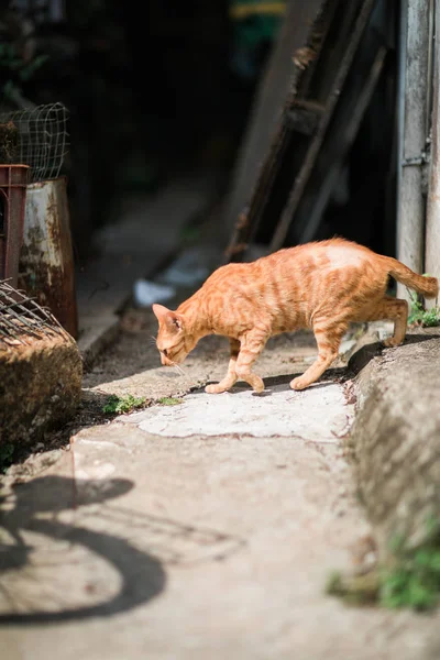 Küçük Bir Kasabada Yolunu Yitirmek Kedi — Stok fotoğraf