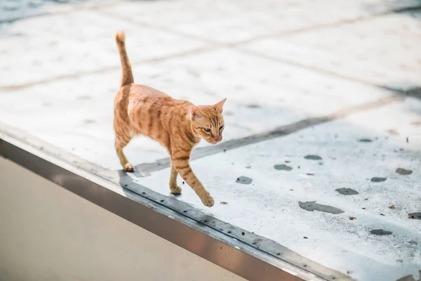 小さな町の野良猫 — ストック写真