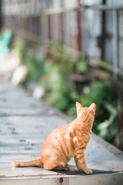 Gato Stray Uma Pequena Cidade — Fotografia de Stock