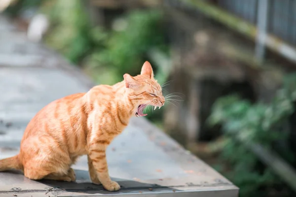 Küçük Bir Kasabada Yolunu Yitirmek Kedi — Stok fotoğraf