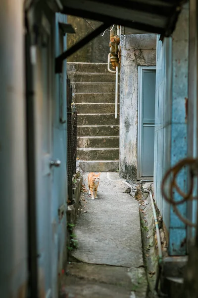 Streunende Katze Einer Kleinstadt — Stockfoto