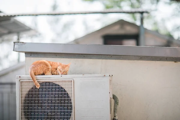 Chat Errant Dormant Sur Climatiseur — Photo