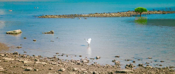 Heron in river, Hong Kong