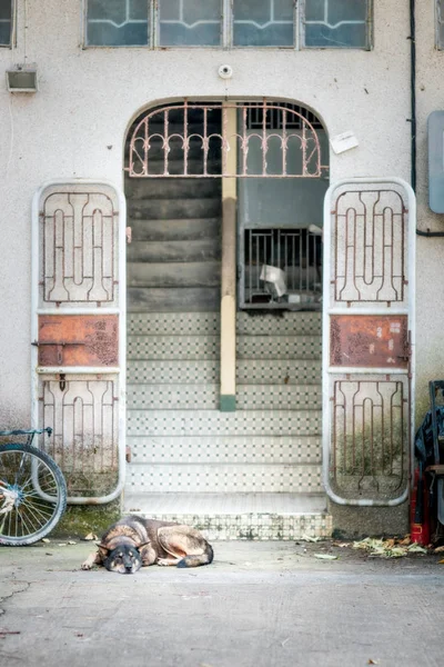 Schlafender Hund Vor Der Tür — Stockfoto