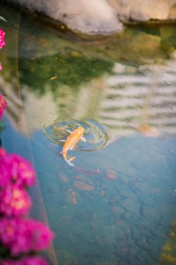 Sualtı Yüzme goldfish