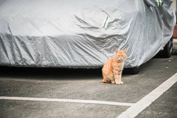 Toulavá kočka venkovní — Stock fotografie