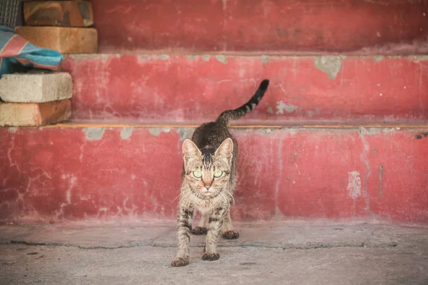 室外的流浪猫 — 图库照片