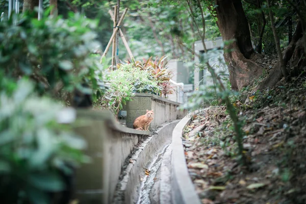 Stray cat outdoor — Stock Photo, Image