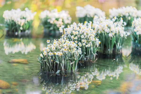 Narcissus på vatten — Stockfoto