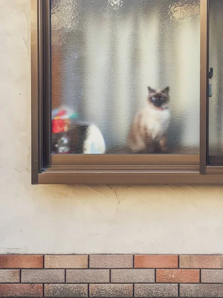 Chat derrière la fenêtre — Photo