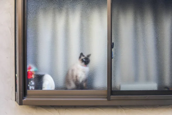 Katze hinter Fenster — Stockfoto