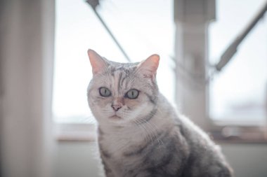 Evcil bir kedinin portresi