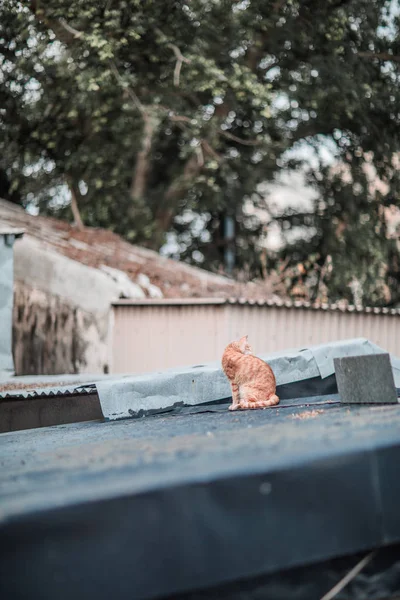 Verdwaalde op dak — Stockfoto