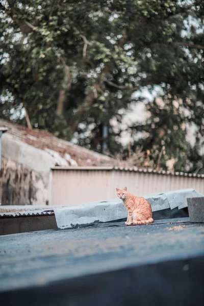 Çatıda sokak — Stok fotoğraf