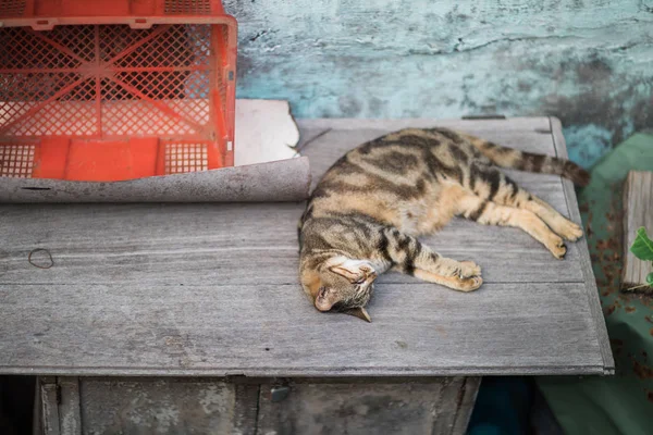Gatto randagio addormentato — Foto Stock
