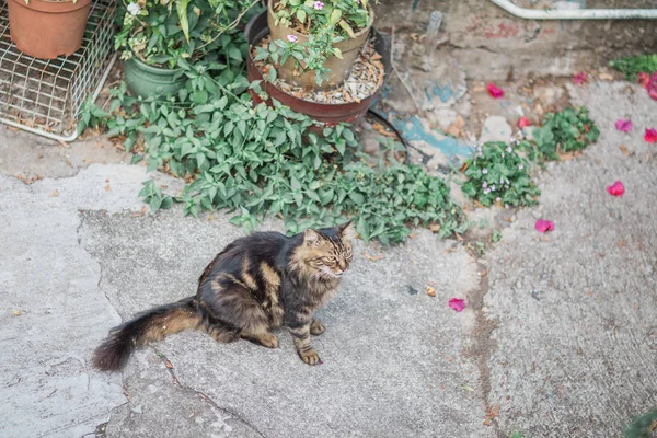 Toulavá kočka sedící — Stock fotografie