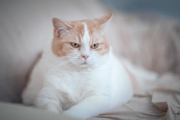 Portrait of a domestic cat — Stock Photo, Image