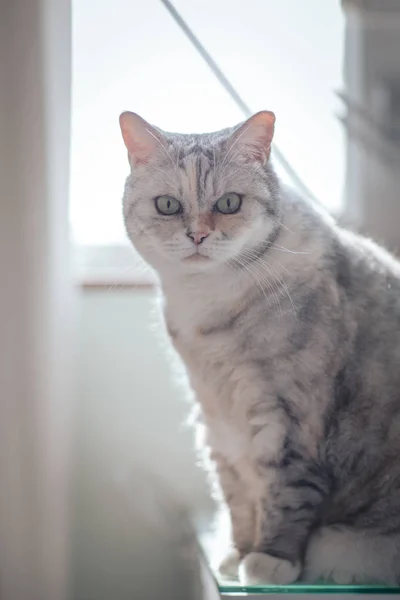 Ritratto di un gatto domestico — Foto Stock