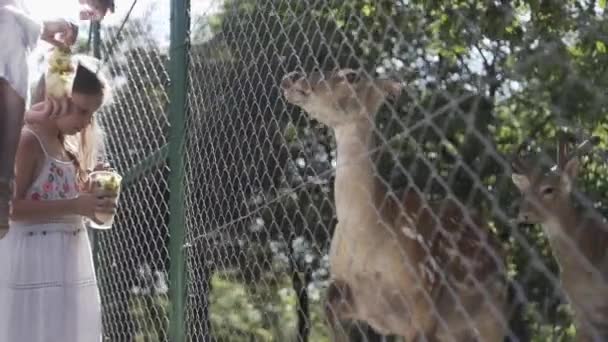 Children Feed Deer Parents Spend Time Outdoors — 비디오