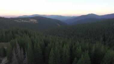 Karpatlar, bir dron üzerinde, ormanın üzerinde, ormanda iz sürüyorlar.