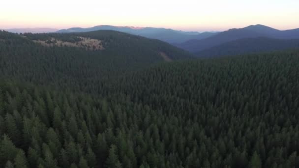 Karpaten Vliegend Een Drone Boven Het Bos Sporen Het Bos — Stockvideo