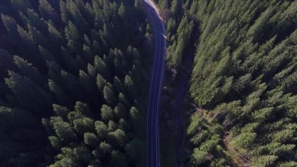 Karpaten Vliegend Een Drone Boven Het Bos Sporen Het Bos — Stockvideo