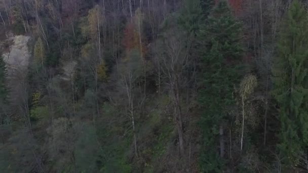 Karpaty Latające Dronem Nad Lasem Trasa Lesie — Wideo stockowe