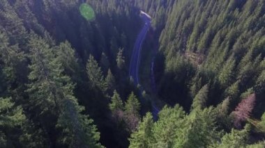 Karpatlar, bir dron üzerinde, ormanın üzerinde, ormanda iz sürüyorlar.