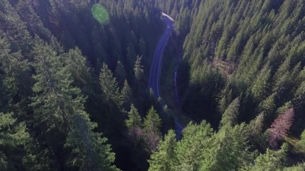 Karpaten Vliegend Een Drone Boven Het Bos Sporen Het Bos — Stockvideo