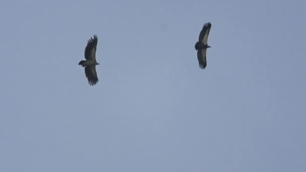 在尼泊尔的天空中 鹰在空中飞来飞去 寻找猎物 — 图库视频影像