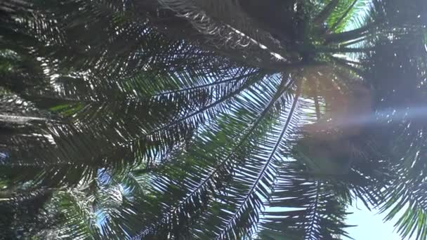 Životní Džungle Palmy Přírodní Fenomén Tropy Tropický Déšť Zvířecí Život — Stock video