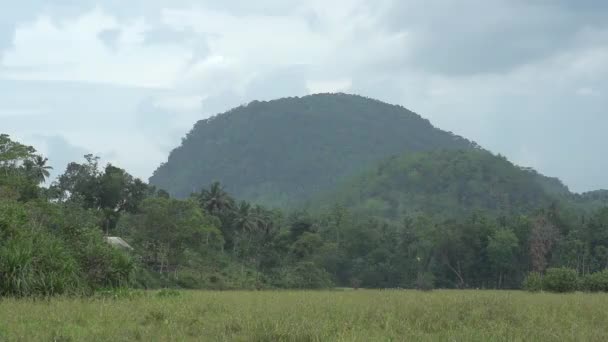 Giungla Vita Palme Fenomeno Naturale Tropici Pioggia Tropicale Vita Animale — Video Stock