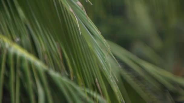 Levensjungle Palmbomen Natuurverschijnsel Tropen Tropische Regen Dierenleven — Stockvideo