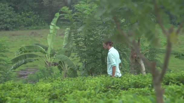 Tea Plantation Guy Lives Jungle Life Jungle Palm Trees Natural — Stock Video