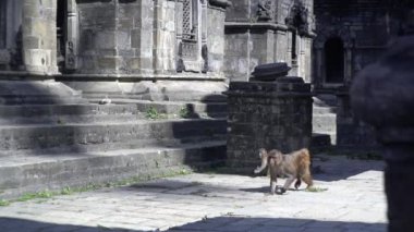 Maymunlar bir tapınakta yaşar, Nepal, Katmandu, antik tapınak, maymun tapınağı, maymun Toown, Tibet, Everest 