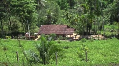 Yaşam ormanı, palmiye ağaçları, doğal fenomenler, tropik yağmurlar, hayvan hayatı