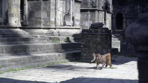 Apor Lever Ett Tempel Nepal Katmandu Forntida Tempel Aptempel Apa — Stockvideo
