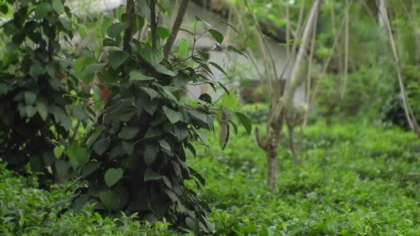 Levensjungle Palmbomen Natuurverschijnsel Tropen Tropische Regen Dierenleven — Stockvideo